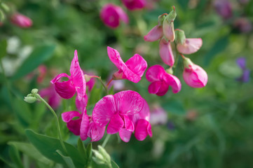 Fototapeta na wymiar Natural floral blurry background. Pink flowers of sweet pea. Lathyrus odoratus.