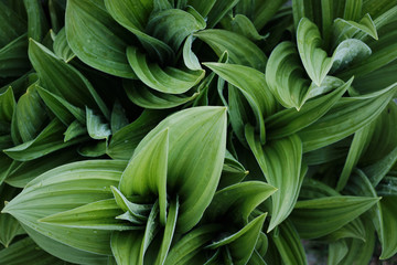 Obraz premium Closeup of green gentian leafs