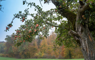 Organic apple tree in the fields of Switzerland
