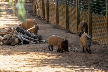 family of hogs playing in a zoo