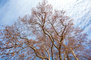 sycamore tree leaves in winter against the blue sky,
