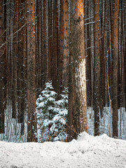Fototapeta premium A small Christmas tree grows in a tall pine forest. Winter coniferous forest in the snow