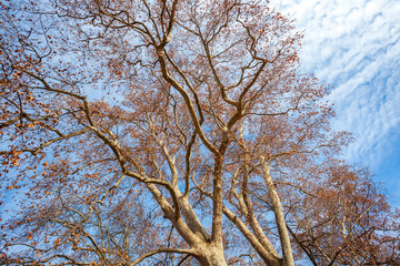 sycamore tree leaves in winter against the blue sky,