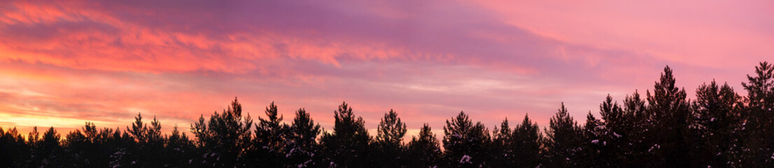 The morning sun rises above the pines. The sky turned pink lilac colors.