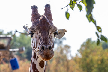 brown and white giraffe in zoo, close look © Dmytro