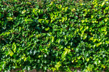 background of green leaves