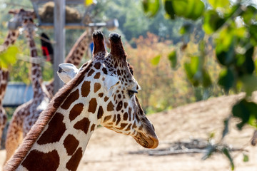 brown and white giraffe in zoo, close look