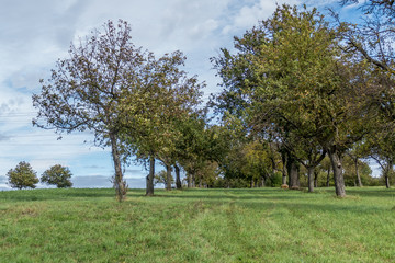Baumgrundstück im Spätsommer