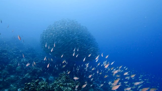 Bait ball / school of fish in coral reef of Caribbean Sea around Curacao