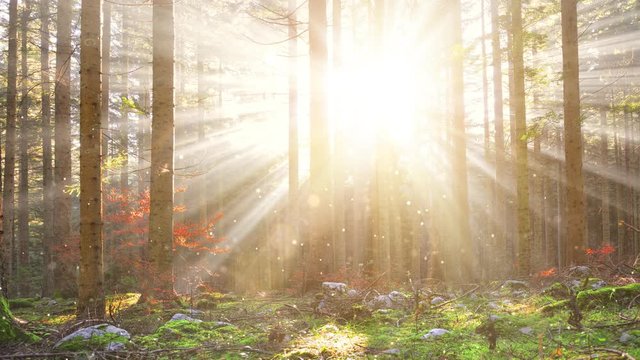 Magic sunrays with circle bokeh in autumn season sunny forest landscape.