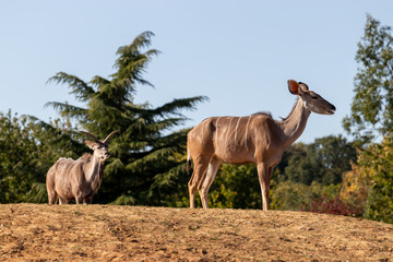 brown antelope in a zoo