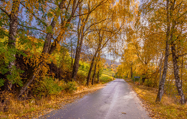 Fototapeta premium Autumn leaves by the road. Vereide - Norway
