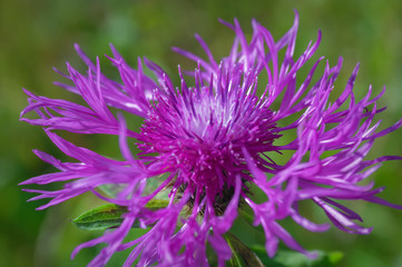 Obraz premium Floral blue-violet background. Pink thorny thistle flower. A pink flower on a blurred background.