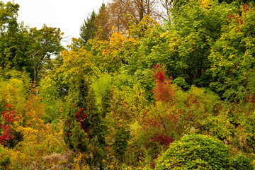 autumn in the forest