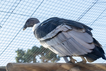 big bird in a zoo in aviary