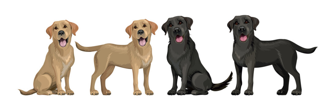Gold yellow labrador retriever and black labrador retriever. Standing and sitting labradors isolated on white. Young and friendly dogs.