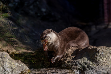 otter in a zoo eating fresh fish