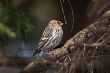 Redpoll on a branch