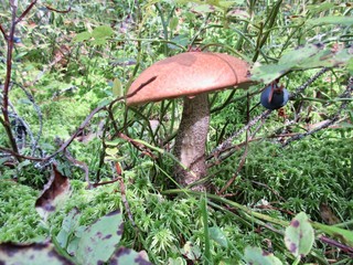 mushroom in forest