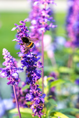 Bumblebee on meadow lilac and blue flowers collects nectar.