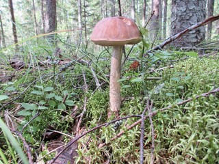 mushroom in forest