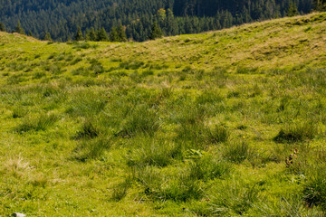 Green lawn in the mountains.