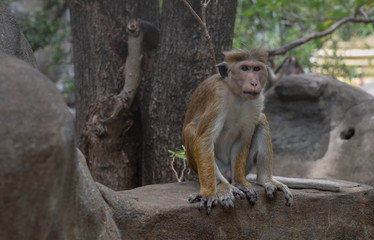 Young macaque monkey sitting on a tree in Sri Lanka