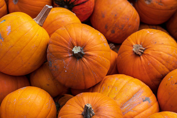 orange pumpkin freshly harvested, Cucurbita pepo