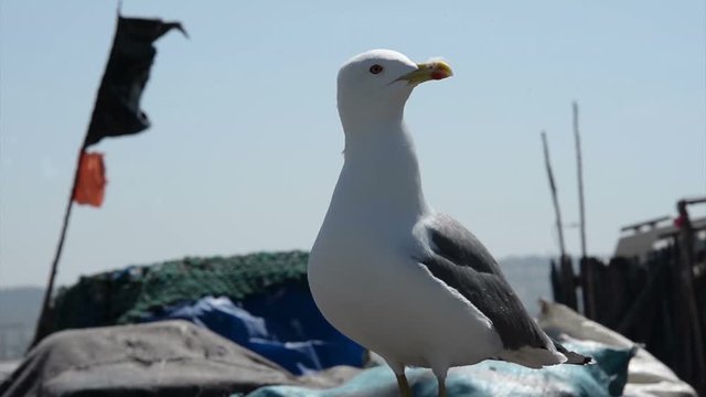 A closeup of a seagull standing on two feet on a sunny day in Essaouira, Morocco.