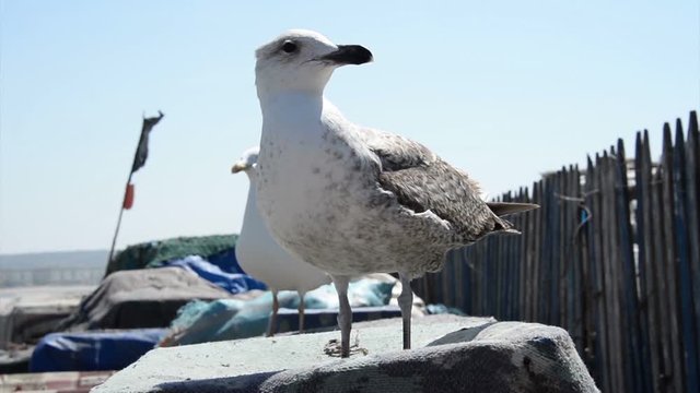 A closeup of a seagull standing on two feet on a sunny day in Essaouira, Morocco.