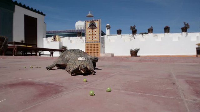 Two tortoises eating peas and walking on a balcony floor.