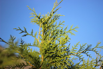 Solar Green Thuja on blue sky background