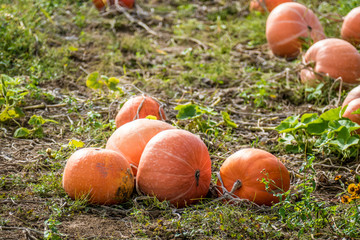Kürbisse anbauen im Feld