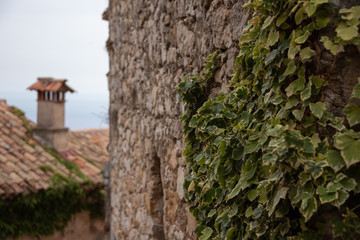 Old, vintage wall covered with ivy, chimney in the background. Selective focus. Eze Village, the Azure Coast, cote d'azur, France. 