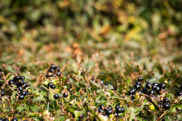 Background of the hedge with berries, soft focus
