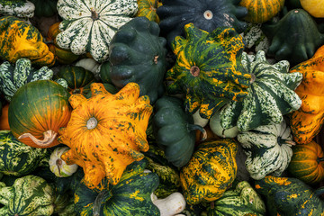 different types of gourds side by side