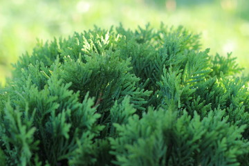 Solar globular green arborvitae on nature background
