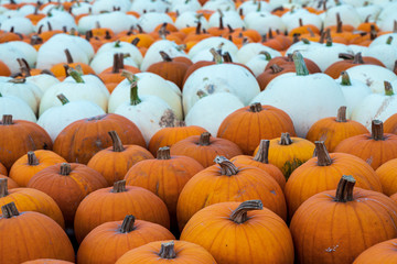orange and white pumpkin varieties freshly harvested