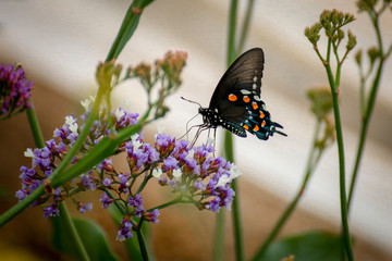 butterfly on a flower