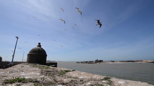 ESSAOUIRA, MOROCCO, MARCH 14, 2014. Seagulls flying against a blue sky on a sunny day with some clouds in Essouira, Morocco. An islet and a part of the fortification visible.