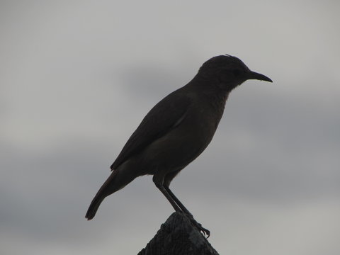 bird
