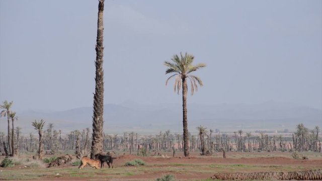 Two dogs playing in a field of palm trees growing in the outskirts of  Marrakech, with mountains in the horizon in Marrakech, Morocco, on March 11th, 2014.