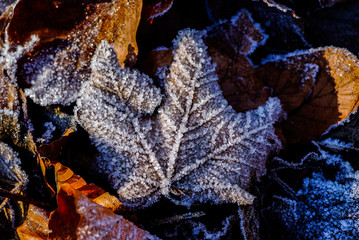 Eiskristalle Rauhreif Ahorn Herbstlaub Blatt Baum Wald Makro  Maple Leaf Nahaufnahme Herbst Winter...