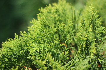 Green sprigs of thuja western close up