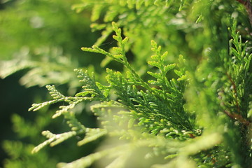 Beautiful western arborvitae branches, lit by the sun. Green twigs close up