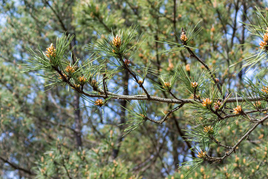 branch of a pine tree close up