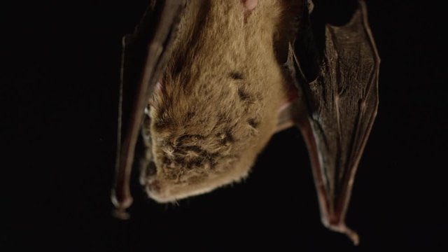 A brown bat isolated on black background