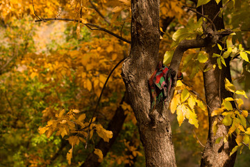 tall tree autumn, yellow leaves, part of cloth on the branch