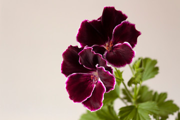 Dark burgundy flowers of the royal pelargonium cultivar Imperial on a white background