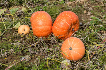 Kürbisse anbauen im Feld